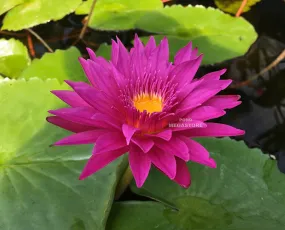 Bull's Eye Water Lily <