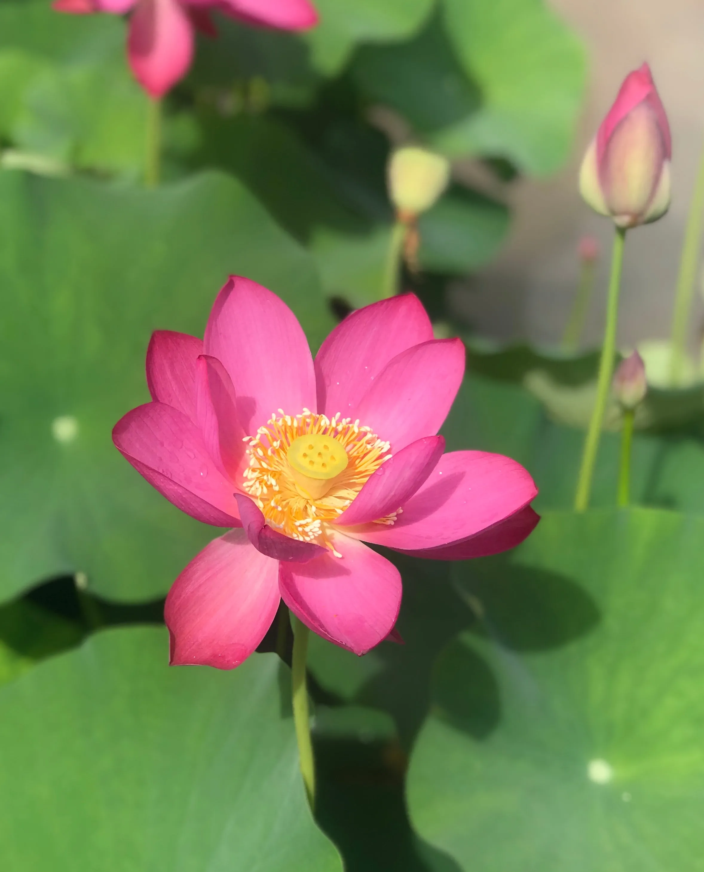 Slim Red Fingers  <br> Beautiful, unusual flowers!